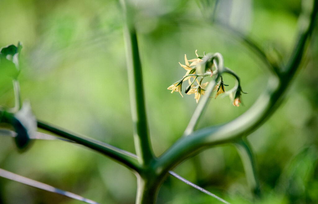 Buniol Tomato Seedlings. There is no secret…